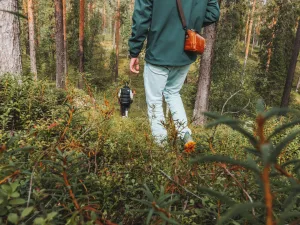 Two hikers walk downhill through a lush green pine forest on a nature trail near Arctic Bath in Swedish Lapland